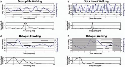 Embodied Organization of Octopus vulgaris Morphology, Vision, and Locomotion